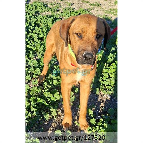 Δίνεται για υιοθεσία - χαρίζεται σκυλάκος Bull Mastiff - Μπουλ Μαστίφ 