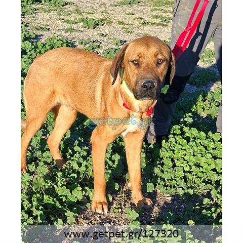 Δίνεται για υιοθεσία - χαρίζεται σκυλάκος Bull Mastiff - Μπουλ Μαστίφ 