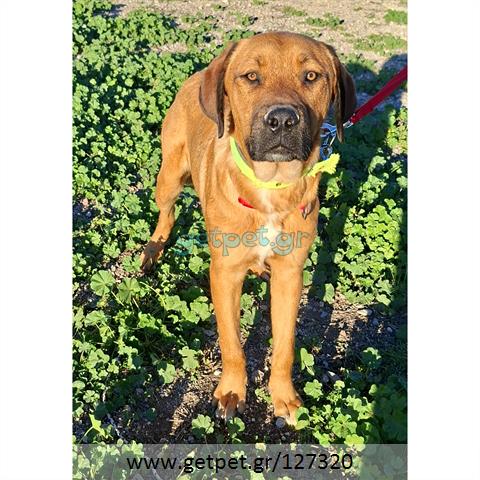 Δίνεται για υιοθεσία - χαρίζεται σκυλάκος Bull Mastiff - Μπουλ Μαστίφ 