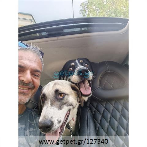 Δίνεται για υιοθεσία - χαρίζεται ημίαιμη σκυλίτσα Greek Sheepdog - Ελληνικός Ποιμενικός