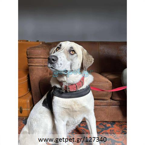 Δίνεται για υιοθεσία - χαρίζεται ημίαιμος σκυλάκος Greek Sheepdog - Ελληνικός Ποιμενικός