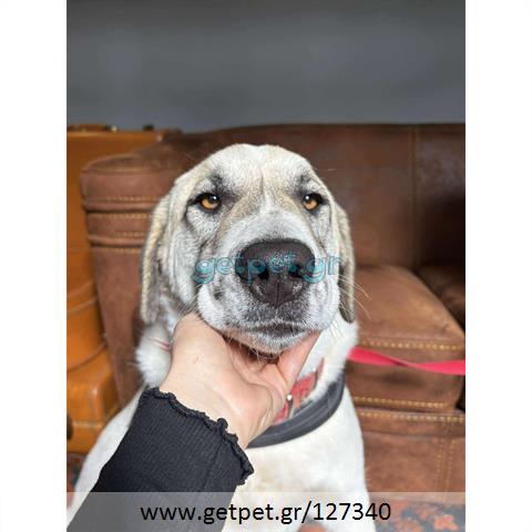 Δίνεται για υιοθεσία - χαρίζεται ημίαιμος σκυλάκος Greek Sheepdog - Ελληνικός Ποιμενικός