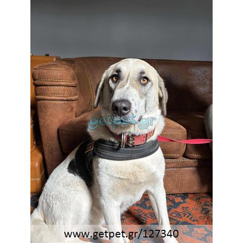 Δίνεται για υιοθεσία - χαρίζεται ημίαιμος σκυλάκος Greek Sheepdog - Ελληνικός Ποιμενικός