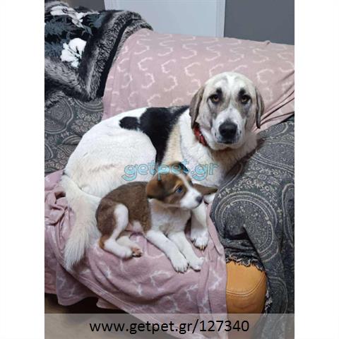 Δίνεται για υιοθεσία - χαρίζεται ημίαιμος σκυλάκος Greek Sheepdog - Ελληνικός Ποιμενικός