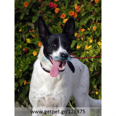 Δίνεται για υιοθεσία - χαρίζεται ημίαιμη σκυλίτσα Belgian Shepherd - Βέλγικο Ποιμενικό