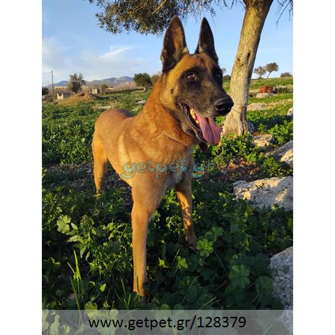 Δίνεται για υιοθεσία - χαρίζεται σκυλάκος Malinois - Μαλινουά