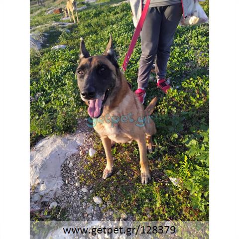 Δίνεται για υιοθεσία - χαρίζεται σκυλάκος Malinois - Μαλινουά