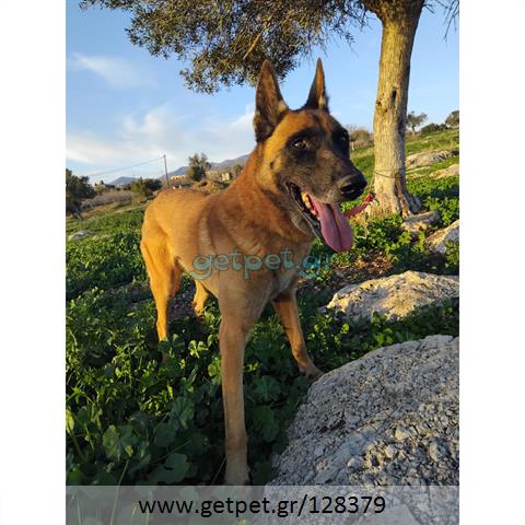 Δίνεται για υιοθεσία - χαρίζεται σκυλάκος Malinois - Μαλινουά