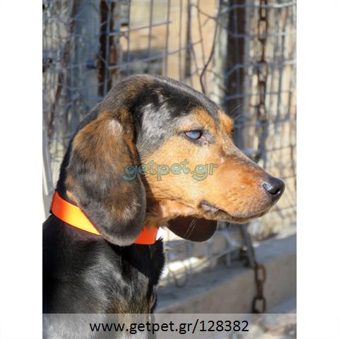 Δίνεται για υιοθεσία - χαρίζεται σκυλίτσα Greek Harehound - Ελληνικός Ιχνηλάτης