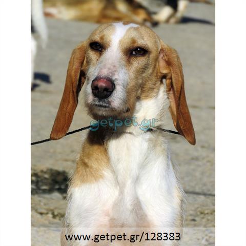 Δίνεται για υιοθεσία - χαρίζεται ημίαιμη σκυλίτσα