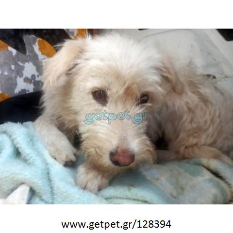 Δίνεται για υιοθεσία - χαρίζεται ημίαιμη σκυλίτσα Griffon - Γκριφόν