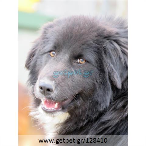 Δίνεται για υιοθεσία - χαρίζεται ημίαιμη σκυλίτσα