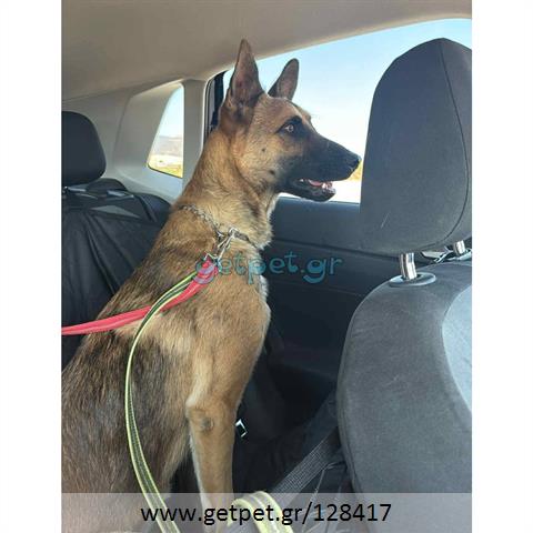 Δίνεται για υιοθεσία - χαρίζεται ημίαιμος σκυλάκος German Shepherd - Γερμανικός Ποιμενικός - Λυκόσκυλο