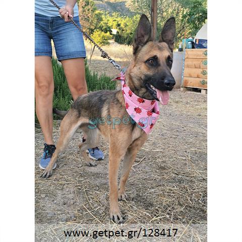 Δίνεται για υιοθεσία - χαρίζεται ημίαιμος σκυλάκος German Shepherd - Γερμανικός Ποιμενικός - Λυκόσκυλο