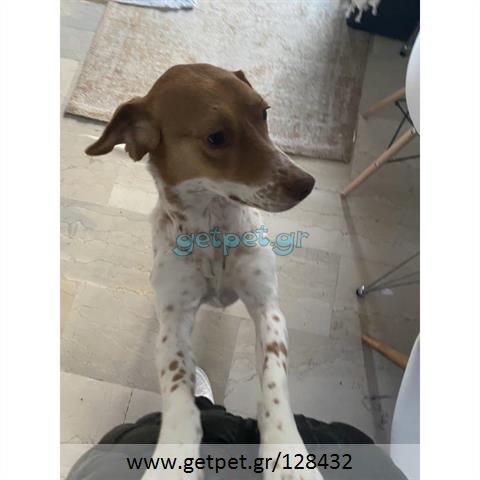 Δίνεται για υιοθεσία - χαρίζεται ημίαιμη σκυλίτσα