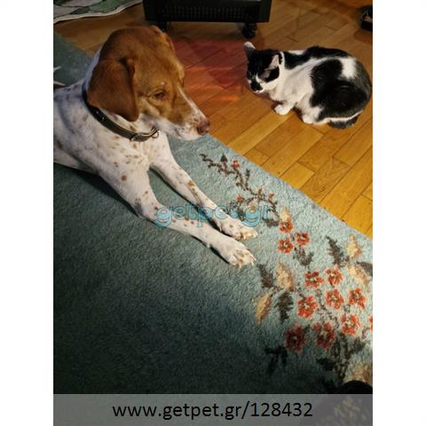 Δίνεται για υιοθεσία - χαρίζεται ημίαιμη σκυλίτσα