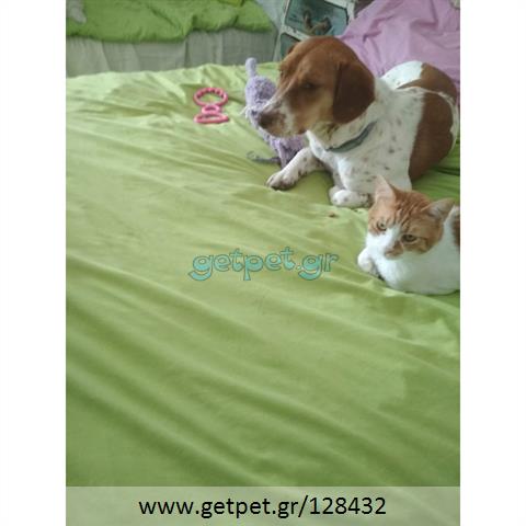 Δίνεται για υιοθεσία - χαρίζεται ημίαιμη σκυλίτσα