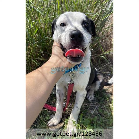 Δίνεται για υιοθεσία - χαρίζεται ημίαιμος σκυλάκος Pit Bull - Πίτ Μπουλ Τερριέ