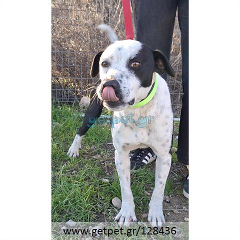 Δίνεται για υιοθεσία - χαρίζεται ημίαιμος σκυλάκος Pit Bull - Πίτ Μπουλ Τερριέ