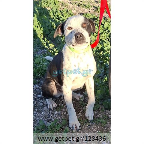 Δίνεται για υιοθεσία - χαρίζεται ημίαιμος σκυλάκος Pit Bull - Πίτ Μπουλ Τερριέ