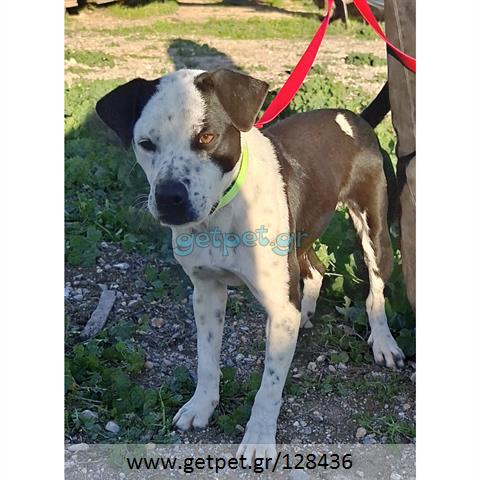 Δίνεται για υιοθεσία - χαρίζεται ημίαιμος σκυλάκος Pit Bull - Πίτ Μπουλ Τερριέ