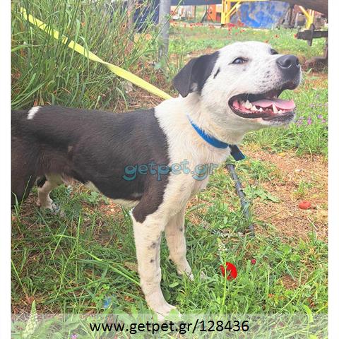 Δίνεται για υιοθεσία - χαρίζεται ημίαιμος σκυλάκος Pit Bull - Πίτ Μπουλ Τερριέ