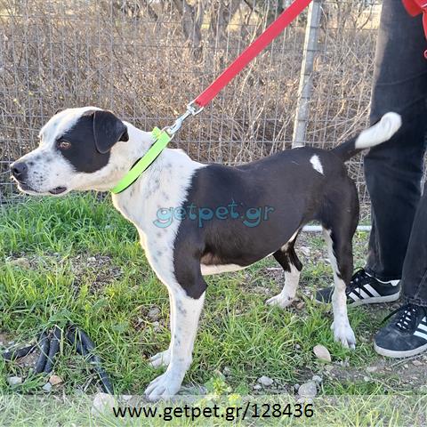 Δίνεται για υιοθεσία - χαρίζεται ημίαιμος σκυλάκος Pit Bull - Πίτ Μπουλ Τερριέ