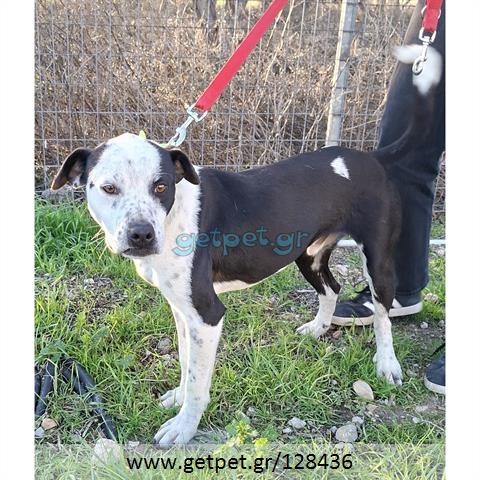 Δίνεται για υιοθεσία - χαρίζεται ημίαιμος σκυλάκος Pit Bull - Πίτ Μπουλ Τερριέ