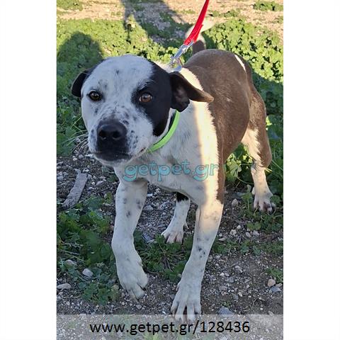 Δίνεται για υιοθεσία - χαρίζεται ημίαιμος σκυλάκος Pit Bull - Πίτ Μπουλ Τερριέ