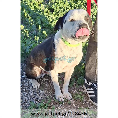 Δίνεται για υιοθεσία - χαρίζεται ημίαιμος σκυλάκος Pit Bull - Πίτ Μπουλ Τερριέ