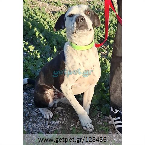 Δίνεται για υιοθεσία - χαρίζεται ημίαιμος σκυλάκος Pit Bull - Πίτ Μπουλ Τερριέ