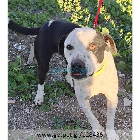 Δίνεται για υιοθεσία - χαρίζεται ημίαιμος σκυλάκος Pit Bull - Πίτ Μπουλ Τερριέ