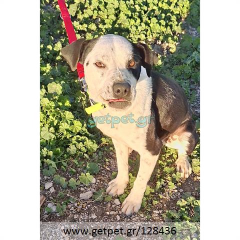 Δίνεται για υιοθεσία - χαρίζεται ημίαιμος σκυλάκος Pit Bull - Πίτ Μπουλ Τερριέ