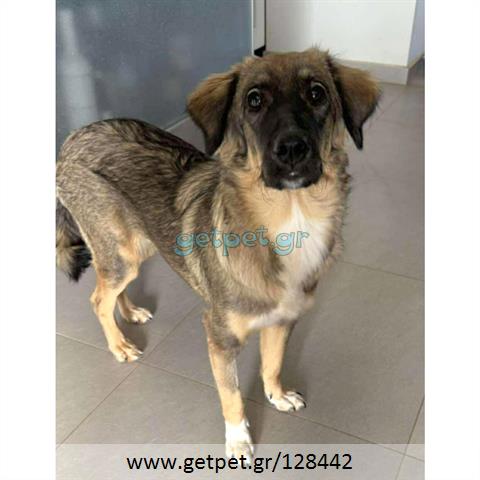 Δίνεται για υιοθεσία - χαρίζεται ημίαιμη σκυλίτσα