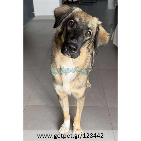 Δίνεται για υιοθεσία - χαρίζεται ημίαιμη σκυλίτσα