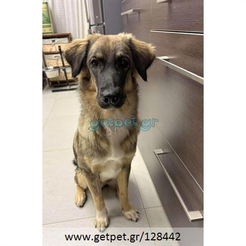 Δίνεται για υιοθεσία - χαρίζεται ημίαιμη σκυλίτσα