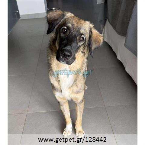 Δίνεται για υιοθεσία - χαρίζεται ημίαιμη σκυλίτσα