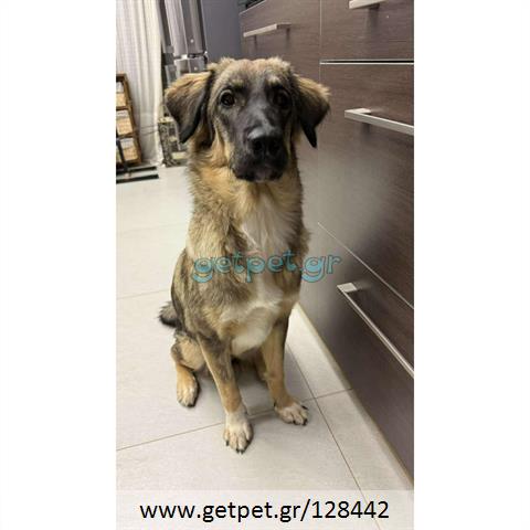 Δίνεται για υιοθεσία - χαρίζεται ημίαιμη σκυλίτσα