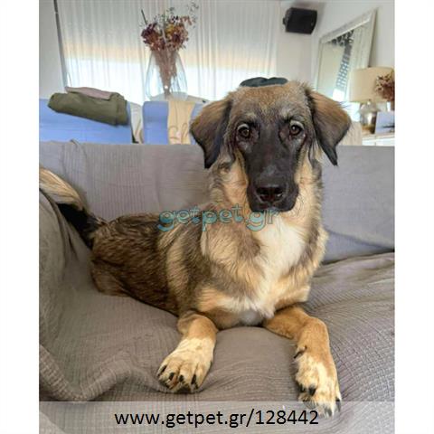 Δίνεται για υιοθεσία - χαρίζεται ημίαιμη σκυλίτσα