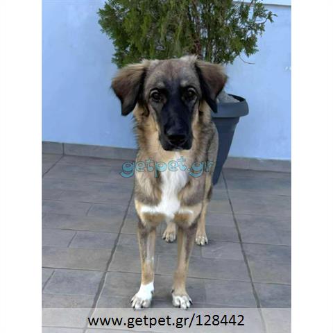 Δίνεται για υιοθεσία - χαρίζεται ημίαιμη σκυλίτσα