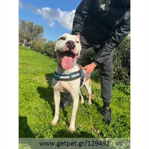 Δίνεται για υιοθεσία - χαρίζεται σκυλάκος Pit Bull - Πίτ Μπουλ Τερριέ