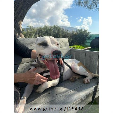 Δίνεται για υιοθεσία - χαρίζεται σκυλάκος Pit Bull - Πίτ Μπουλ Τερριέ