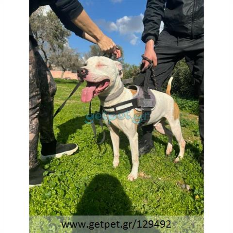 Δίνεται για υιοθεσία - χαρίζεται σκυλάκος Pit Bull - Πίτ Μπουλ Τερριέ