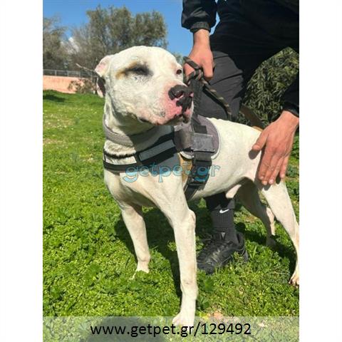 Δίνεται για υιοθεσία - χαρίζεται σκυλάκος Pit Bull - Πίτ Μπουλ Τερριέ