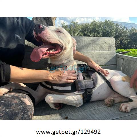 Δίνεται για υιοθεσία - χαρίζεται σκυλάκος Pit Bull - Πίτ Μπουλ Τερριέ