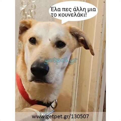 Δίνεται για υιοθεσία - χαρίζεται ημίαιμος σκυλάκος