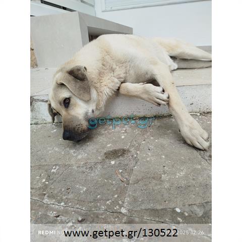 Δίνεται για υιοθεσία - χαρίζεται σκυλάκος Kangal - Κάνγκαλ