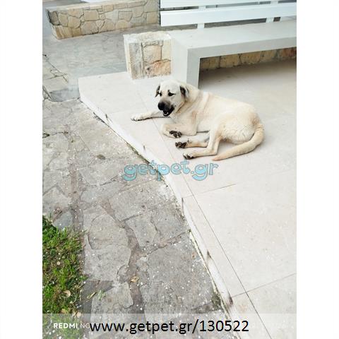 Δίνεται για υιοθεσία - χαρίζεται σκυλάκος Kangal - Κάνγκαλ