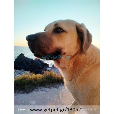 Δίνεται για υιοθεσία - χαρίζεται σκυλάκος Kangal - Κάνγκαλ