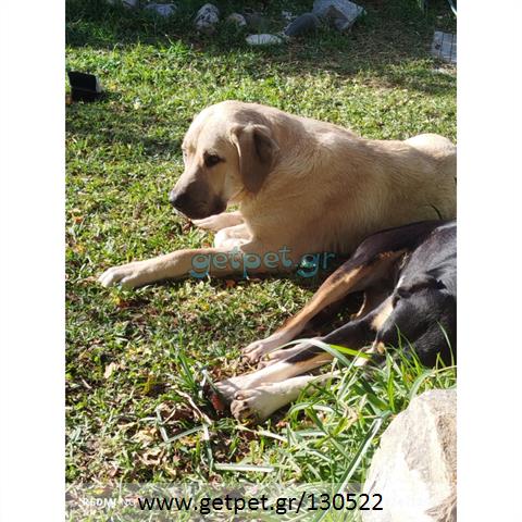 Δίνεται για υιοθεσία - χαρίζεται σκυλάκος Kangal - Κάνγκαλ